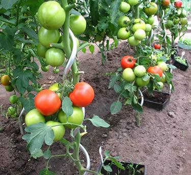 Each tomato plant is supported by a galvanized spiral stakes in garden