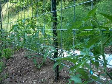 Tomato seedling growing along galvanized tomato trellis