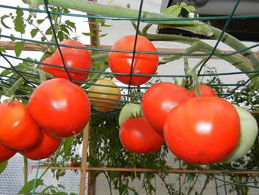 Many ripe sweet-juice tomatoes hanging from green horizontal plant support trellis ready for harvest