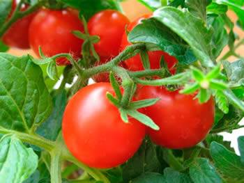 Many red ripe tomatoes in green plants