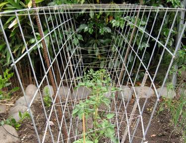 Tomato trellis wall made from two galvanized cattle panels and bamboo stakes in it, supports and protects the tomatoes.
