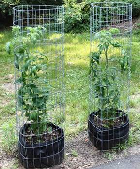 Two round tomato cages from galvanized cattle panel support tall tomato plants