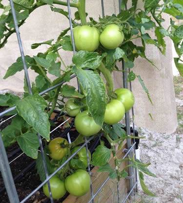 Sturdy tomato cage supports tomato plant with heavy fruits
