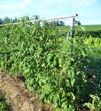 A line of concrete meshes are supporting the growing tomato plants.