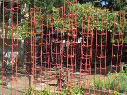 Sturdy power-coated tomato ladders in red color support tomato seedling
