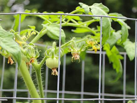 Many small tomato fruits with yellow dry flowers growing in galvanized cages