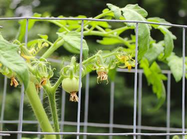 Many small tomato fruits with yellow dry flowers growing in galvanized cages