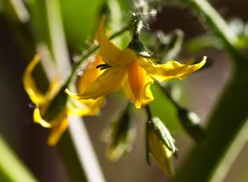 Bright yellow flowers in tomato plant