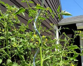 Tomato spirals are supporting tomato plants in the backyard.