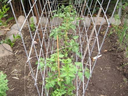 Tomato trellis wall made from two galvanized cattle panels and bamboo stakes in it, supports and protects the tomatoes.