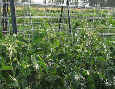 In beautiful farmer, triangle tomato trellis supporting the heavy and vibrant tomato plants